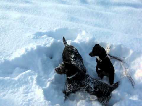 Patterdales in the snow