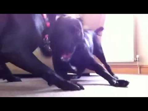 Patterdales play fighting