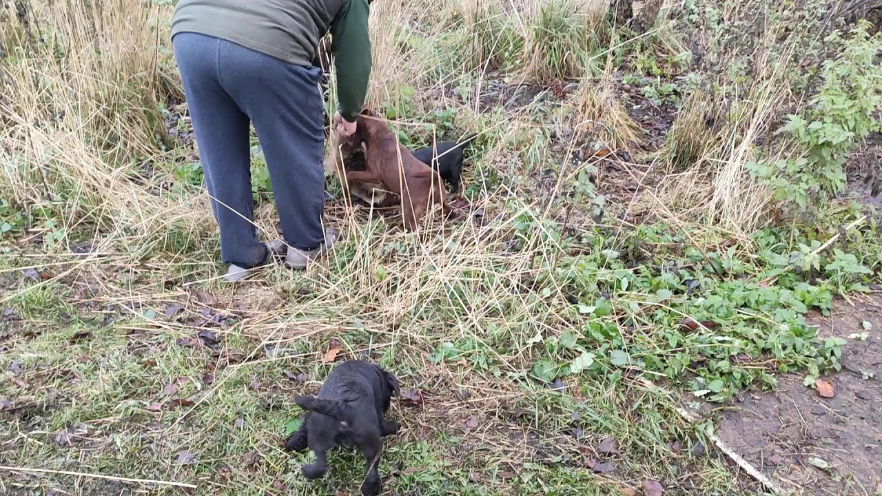patterdaleterrier Live Russia