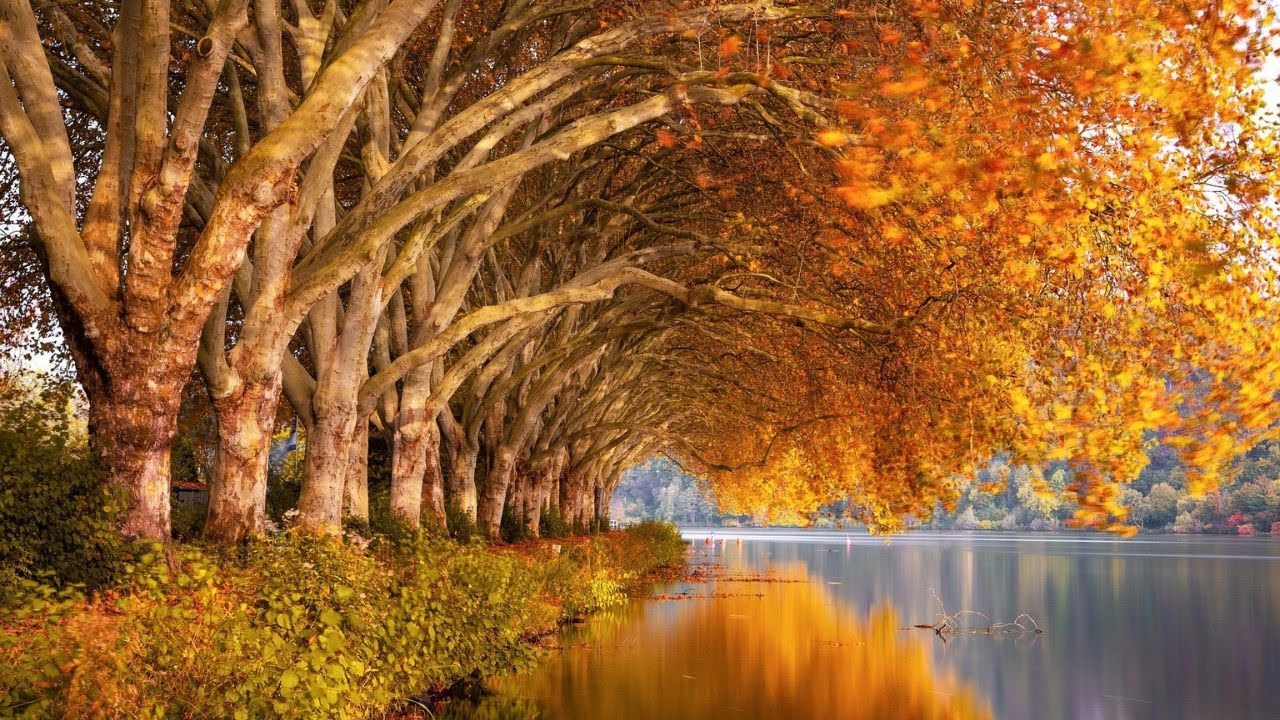 Paul Mauriat Orchestra. Collection of the Best Melodies. Gold autumn!