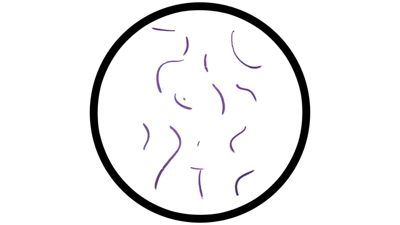 PAWSA - ROLL PLAY