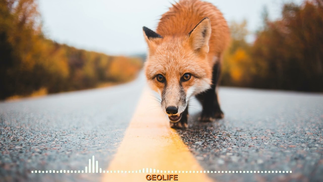 Payız Musiqisi Mahnısı 2022 Autumn Jazz Music Geolife