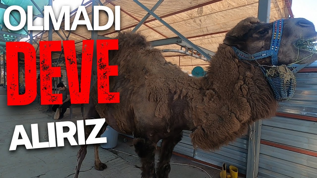 Pazarlıkta Son Gün | 2025 kurbanlık Fiyatları