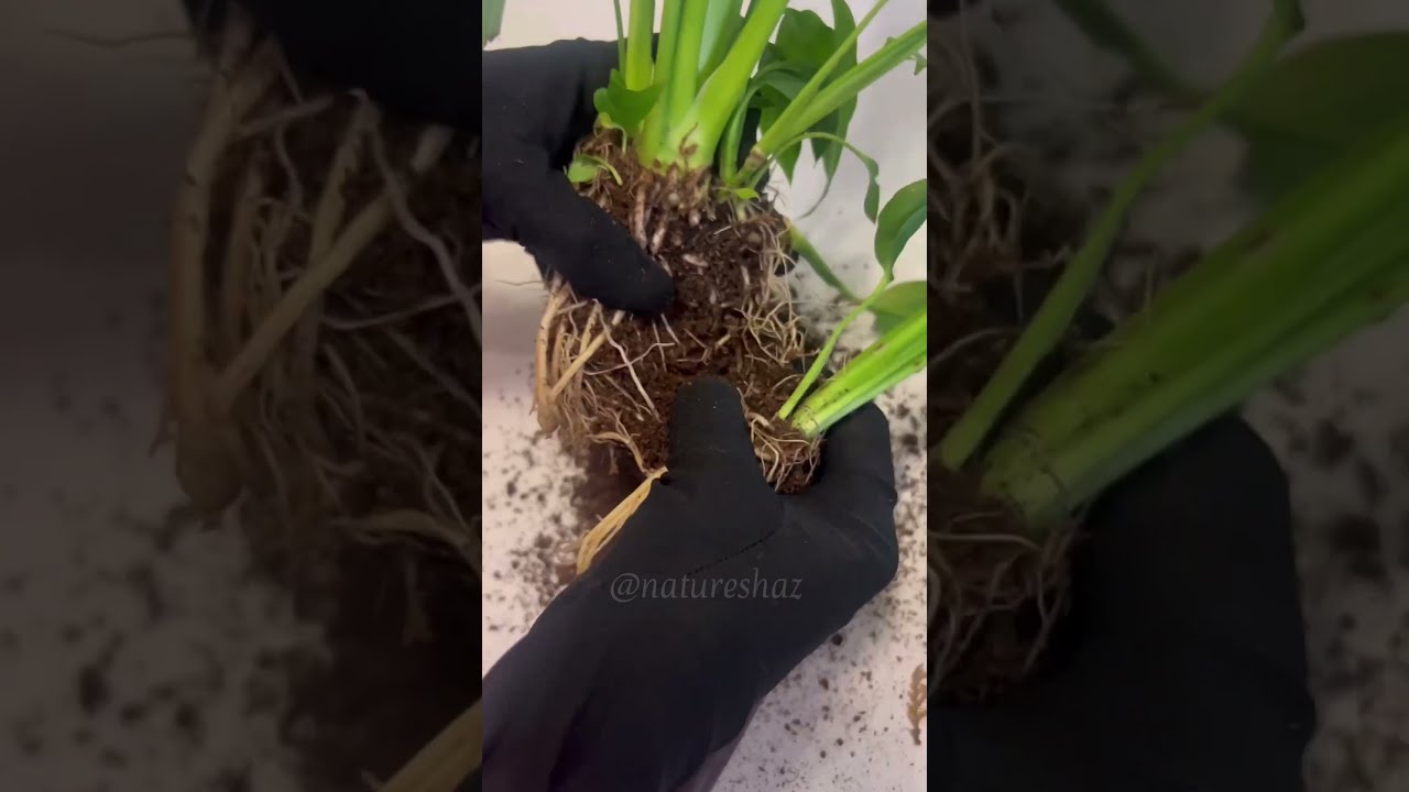 Peace lily | Dividing a Peace lily #short #shorts