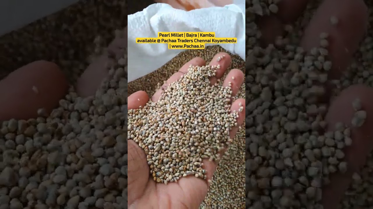 Pearl Millet | Bajra | Kambu available @ Pachaa Traders Chennai Koyambedu | www.Pachaa.in #bajra