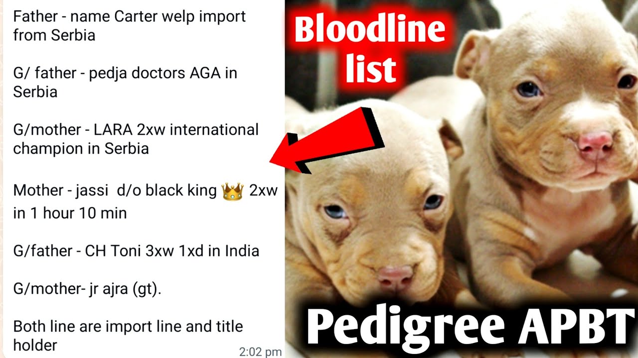 Pedigree registered APBT || Import line APBT puppies