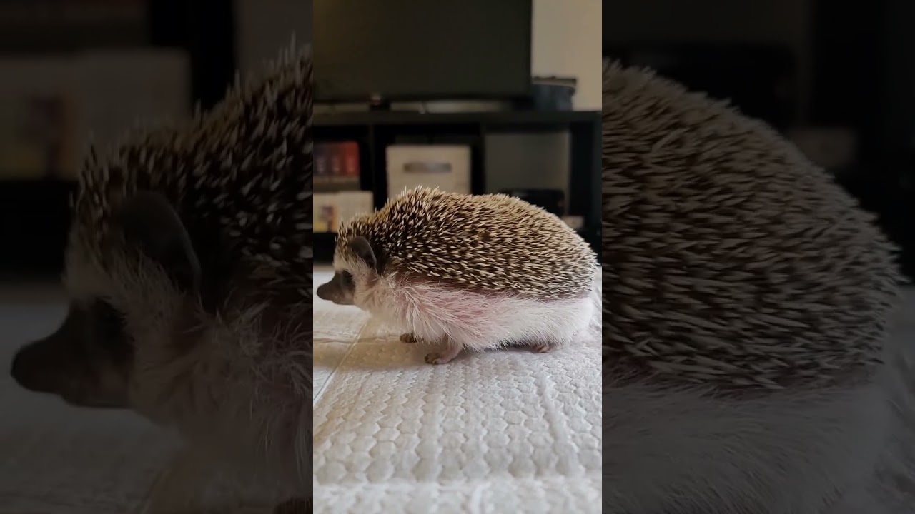 Peeing Hedgehog!
