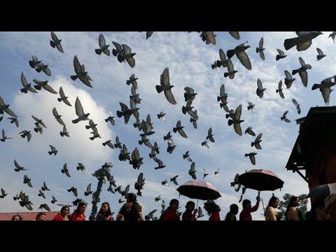 Pegions at pashupatinath temple in Nepal | Parewa pashupati mandir