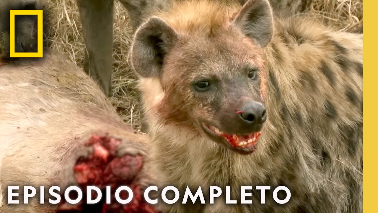 Peleas Salvajes: Garras y Dientes en Acción | Noche De Pelea Animal | Nat Geo en Español