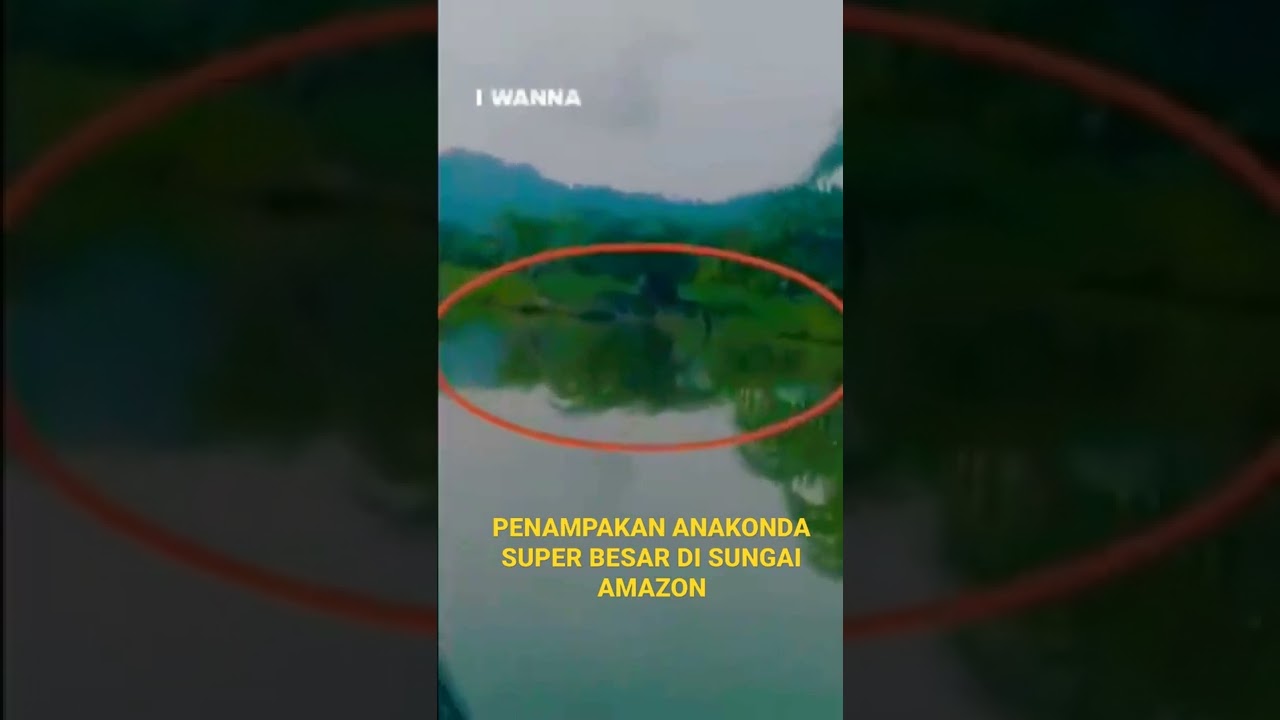PENAMPAKAN TERJELAS ULAR ANAKONDA TERBESAR DI SUNGAI AMAZON