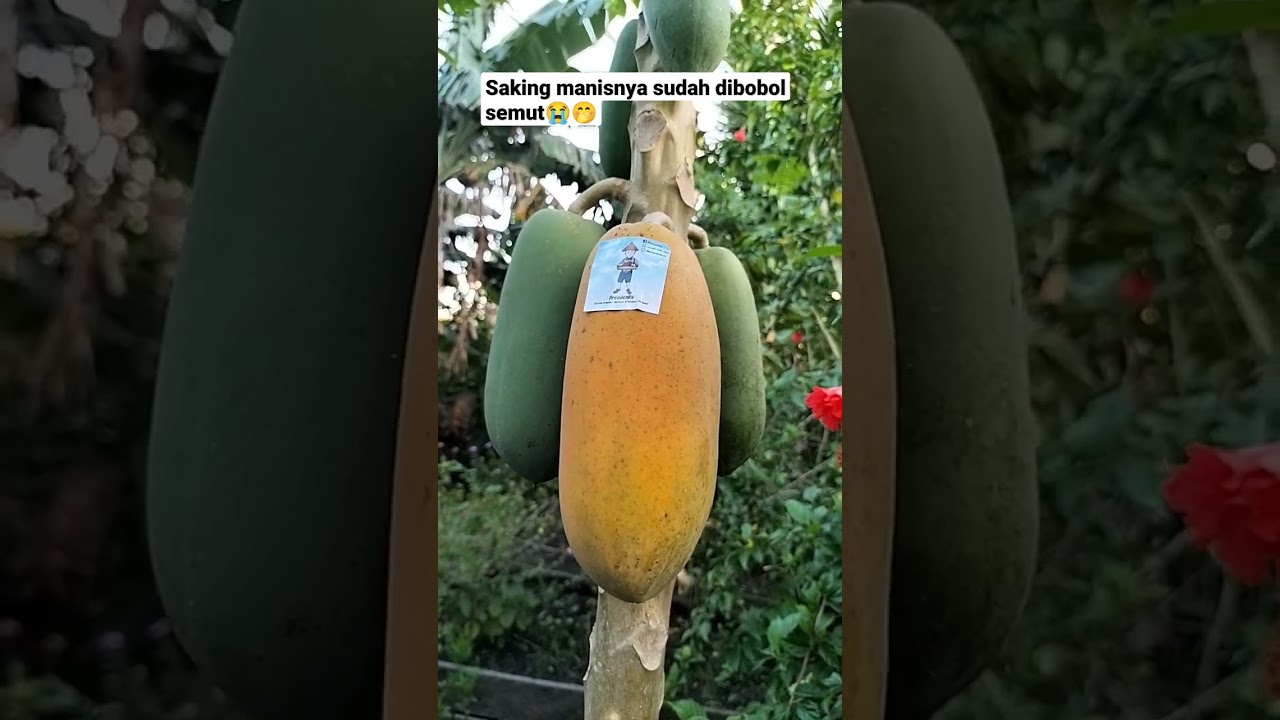 Pepaya Bugil!!! Naked Papaya!!! Pepaya Paling Manis di Dunia!!!