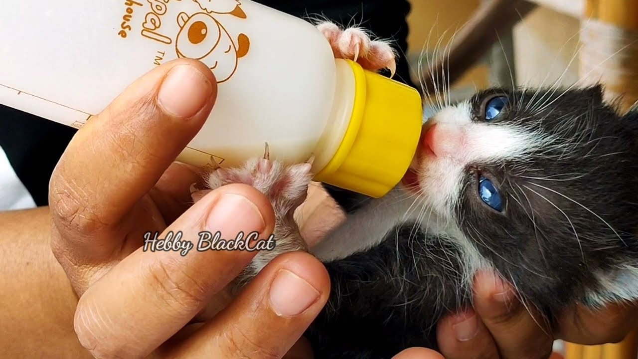 PERDANA MENYUSUI ANAK KUCING//ANAK KUCING LIAR//PENYAYANG KUCING DI TAIWAN