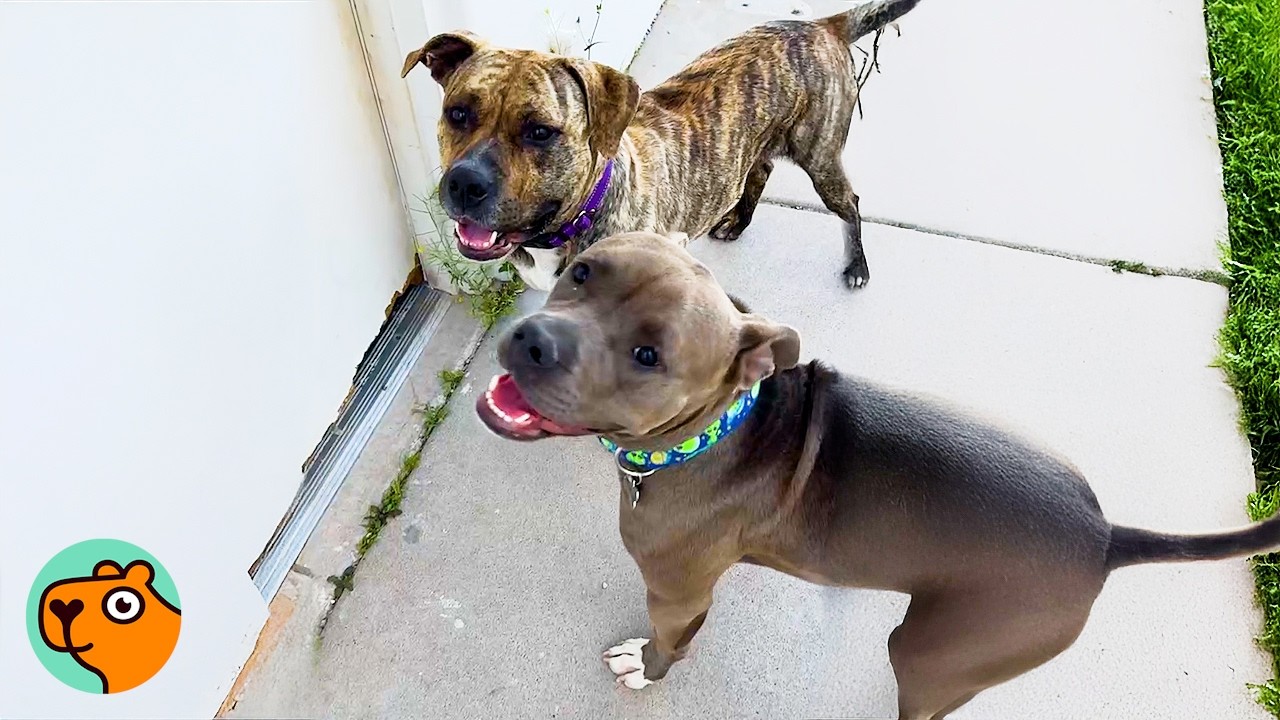 Perfect Pitties Melted Everyone’s Hearts And Broke All Stereotypes | Cuddle Buddies