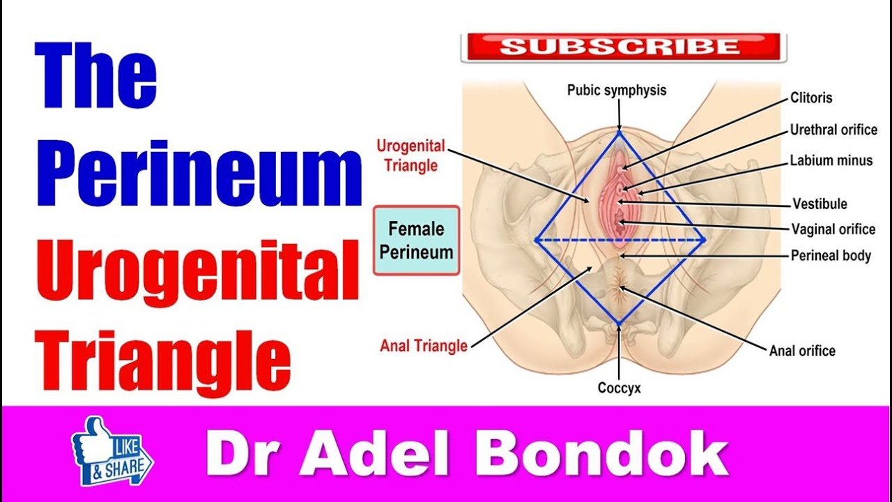 Perineum Anatomy, Perineal Pouches, Dr Adel Bondok