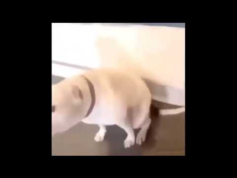 perrito bailando con música por 10 horas