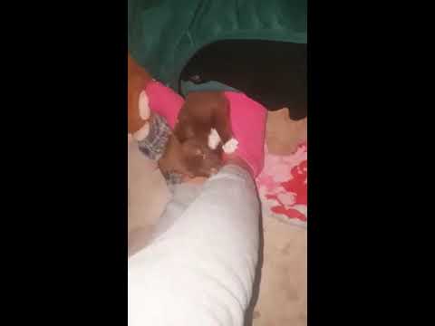 perrito le lame el pie asu dueña muy adorable