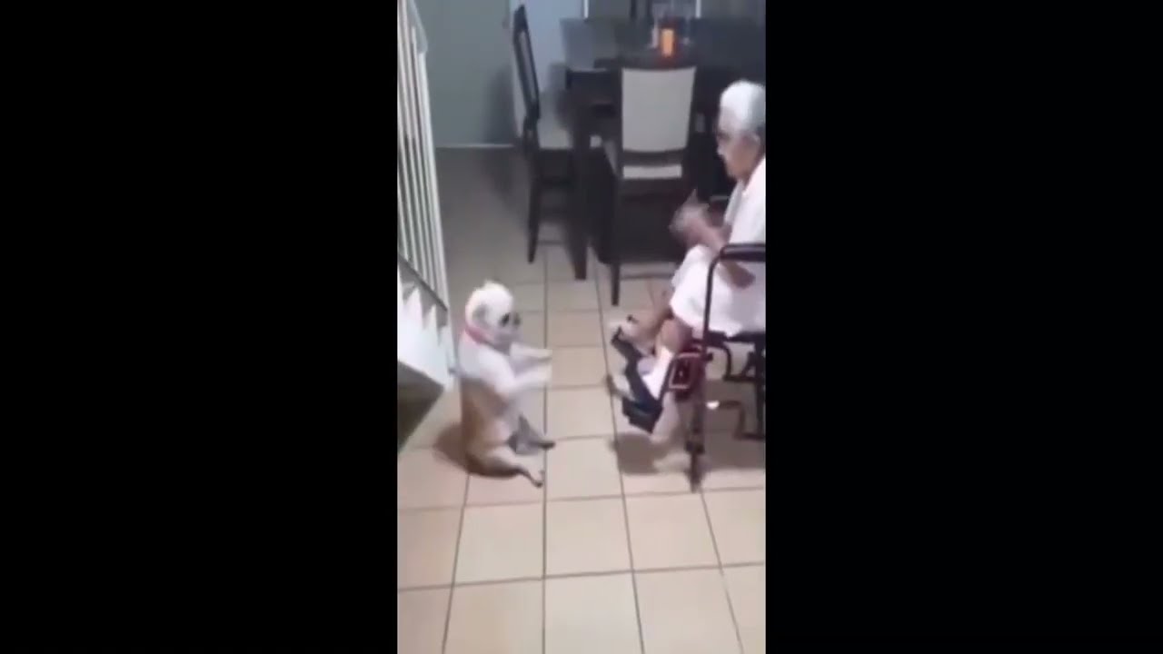 Perro Bailando Con Abuela NFT
