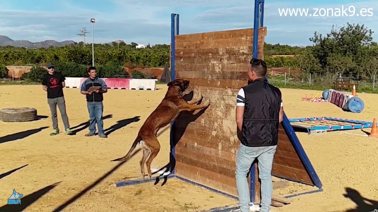 Perro saltando empalizada, increíble Pastor Belga Malinois