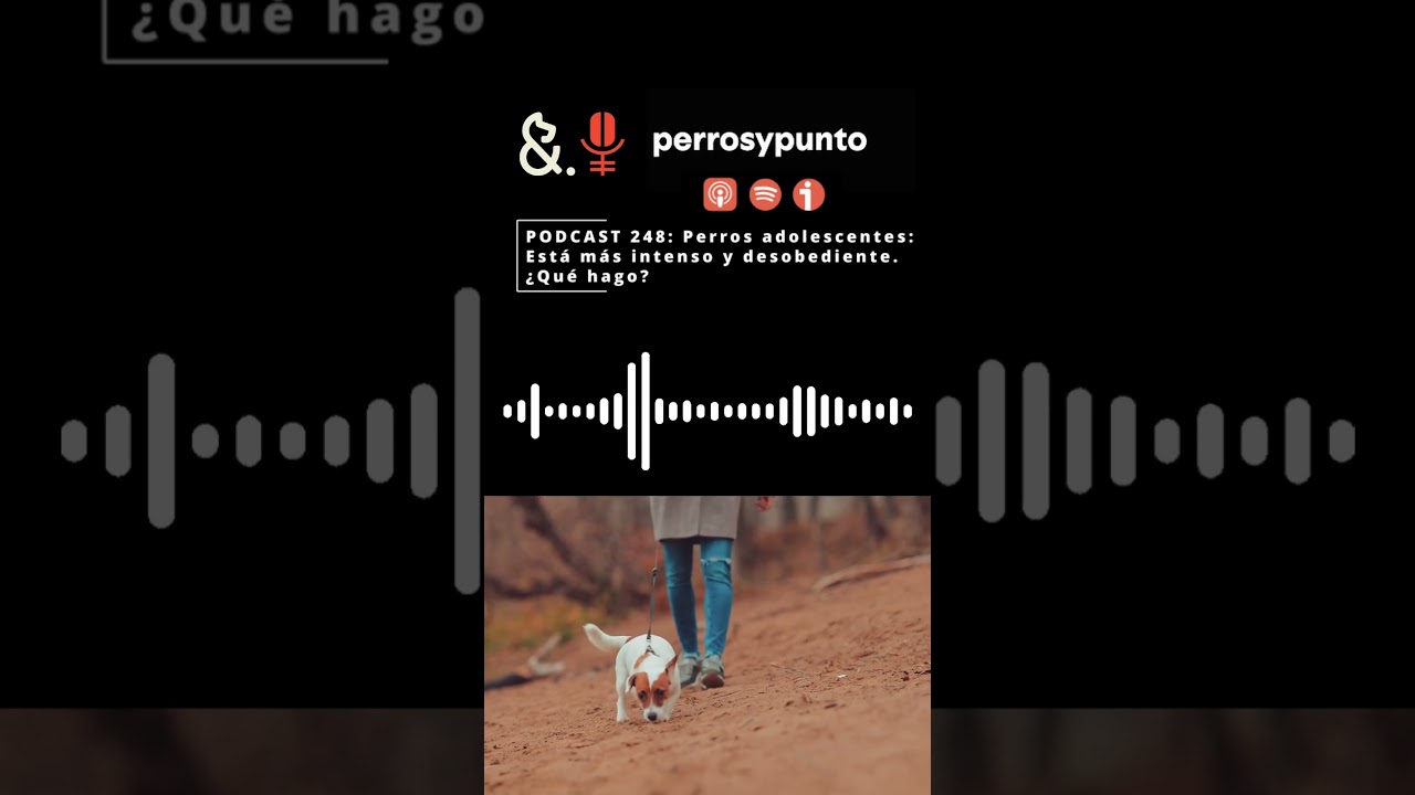 Perros adolescentes: Mi perro es desobediente y muy intenso, ¿qué hago?