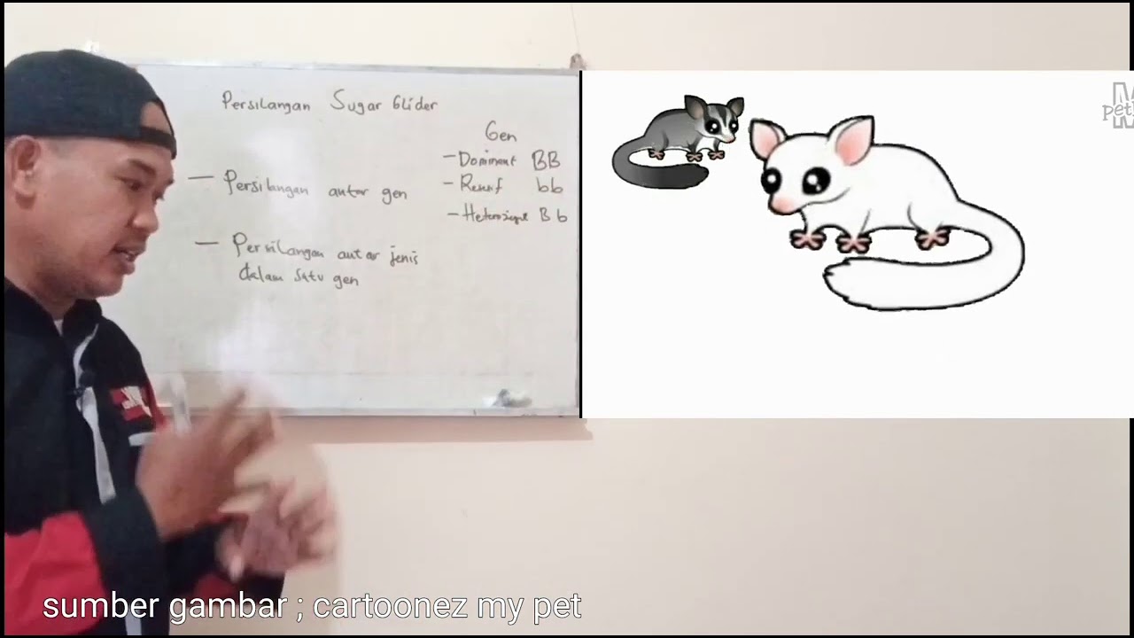 PERSILANGAN GEN SUGAR GLIDER