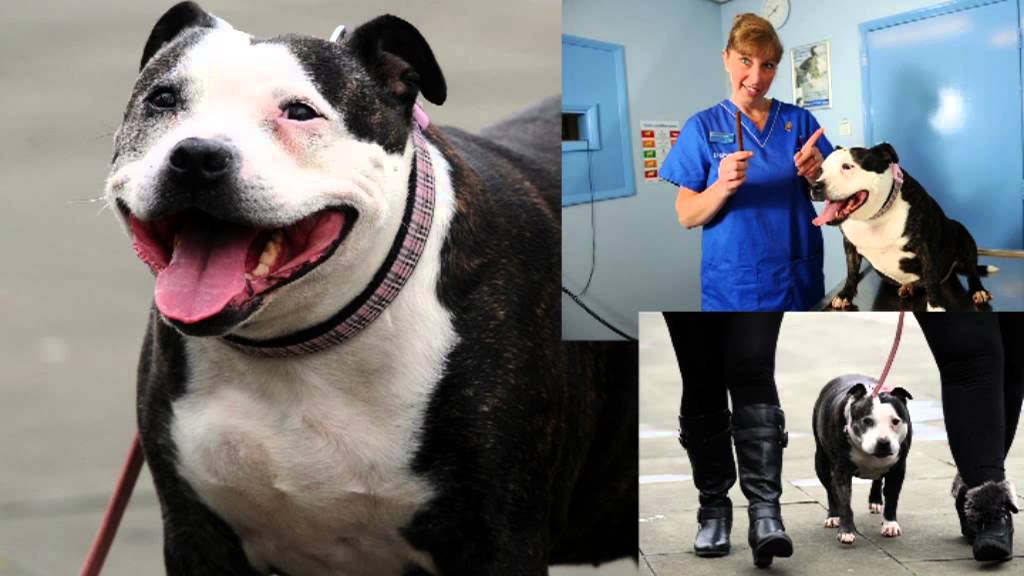 Pet Fit Club fat File - Xena the dog