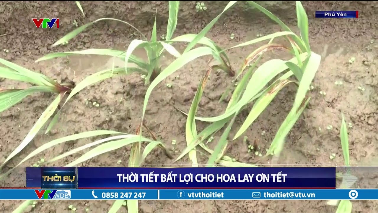 Phú Yên thời tiết bất lợi cho hoa Lay Ơn Tết | VTVWDB