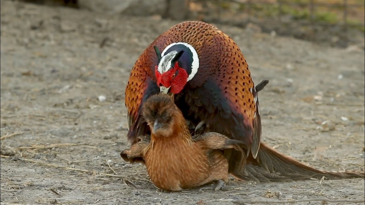 Pheasant breeding Chickens (re upload)