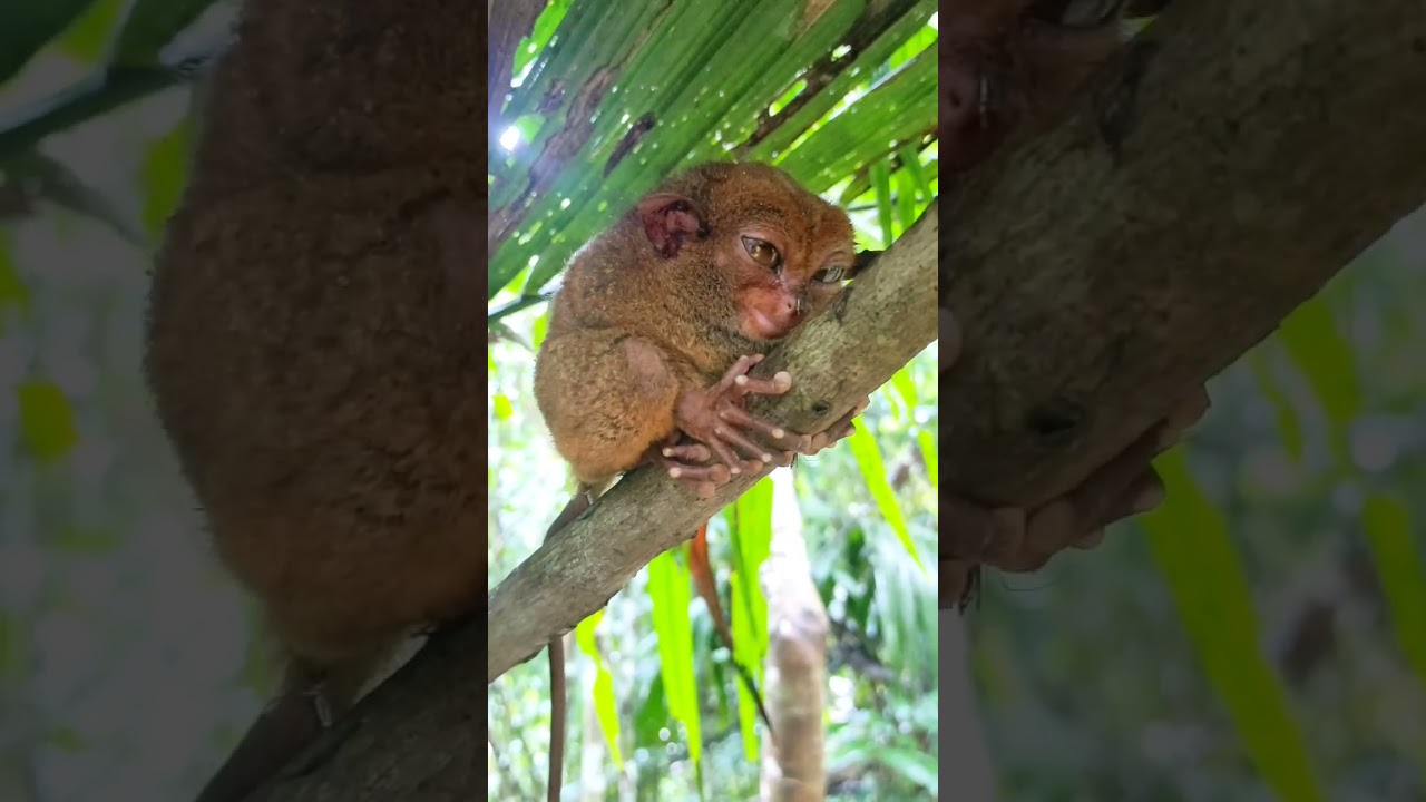 PHILIPPINE TARSIER - one of the world's smallest primates endemic to southwest Philippines.