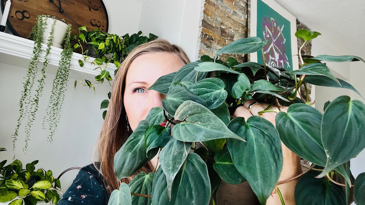 Philodendron Micans | How to care for + what to expect