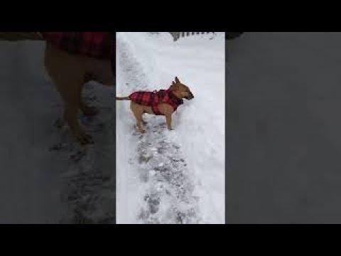 Phoenix the Bull Terrier tries high jump