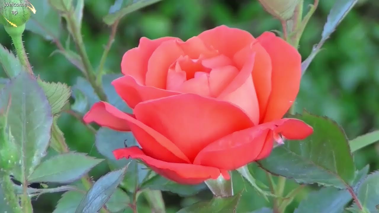 Phool Maangu Na Bahaar Maangu Video Song  Raja  Madhuri Dixit Sanjay Kapoor फूल मांगू ना बहार मांगू