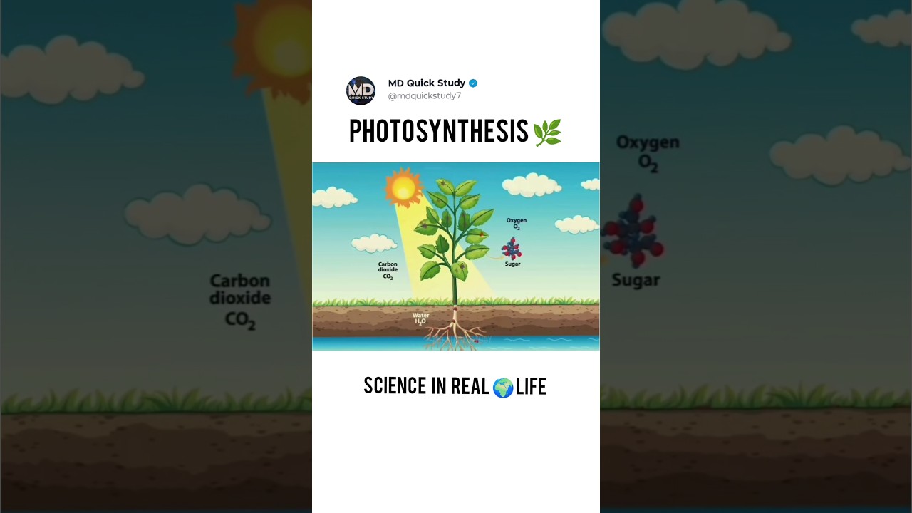Photosynthesis Explain in 3D Animation | Photosynthesis Kaise Hota Hai #photosynthesis #science #3d
