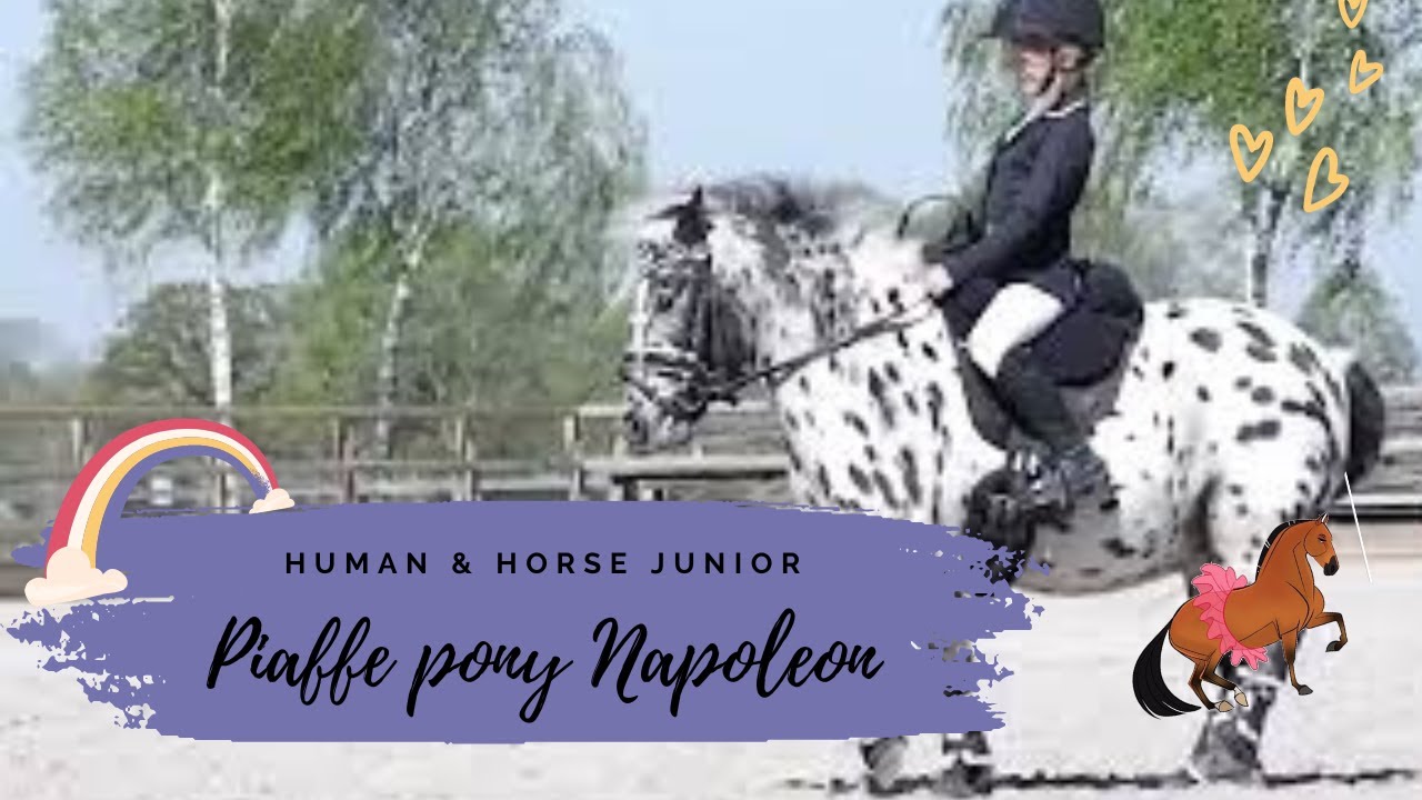 PIAFFE PONY NAPOLEON! 🤍🌟🖤