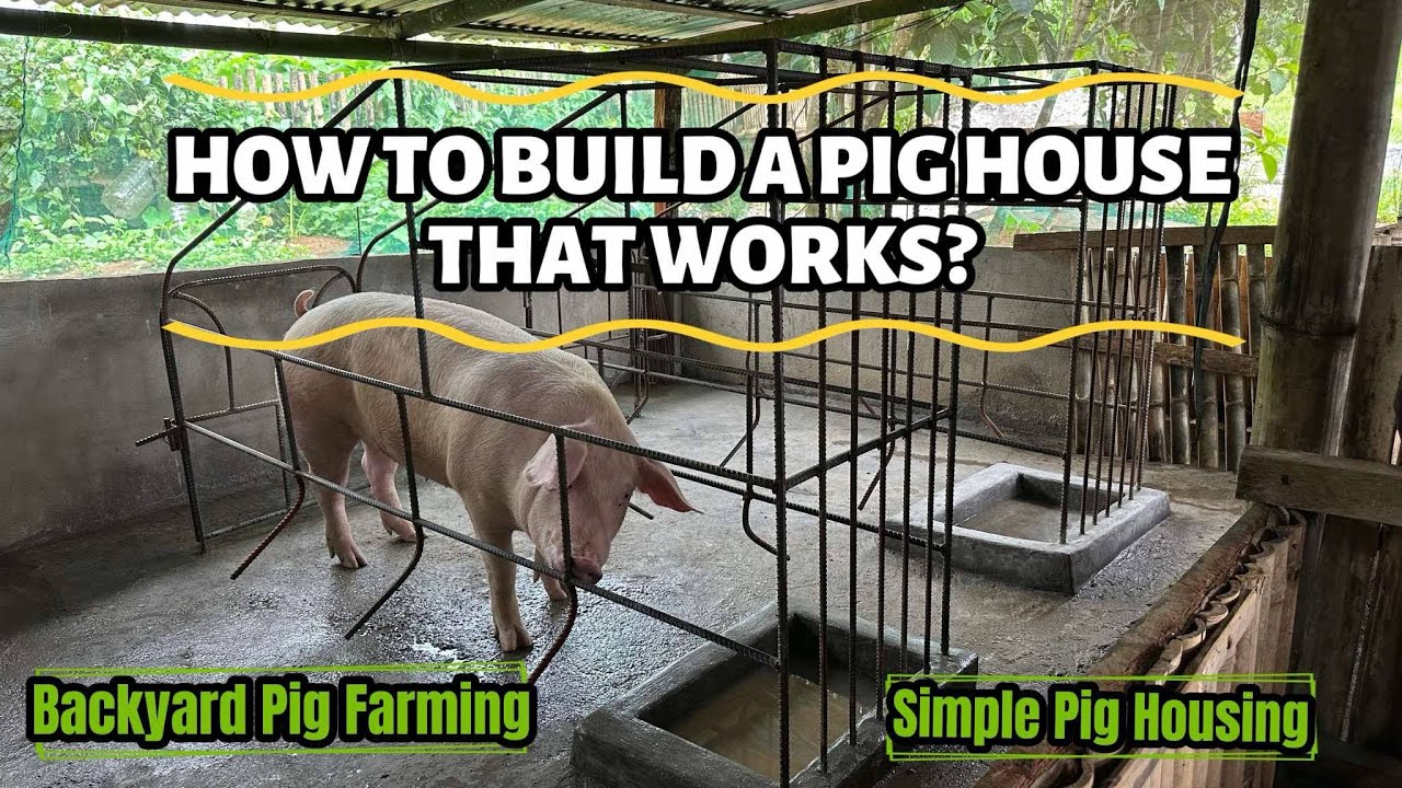 PIG FARMING: How to Build a Pig House That Works | Pig Pen