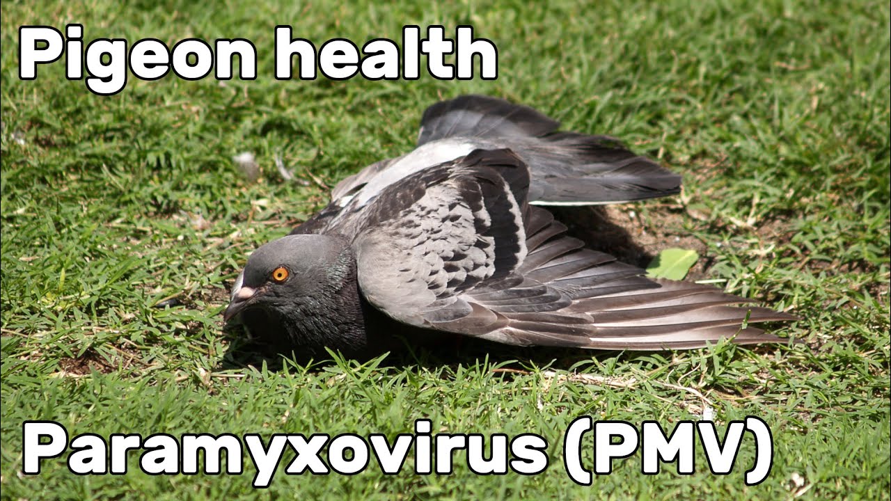 Pigeon Paramyxovirus (PMV-1) - Pigeon Health Episode #2