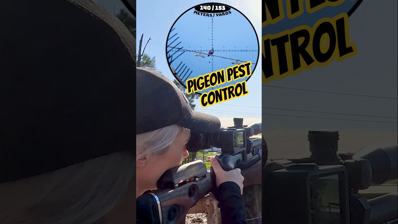 Pigeon Pest Control using high power PCP Air Guns on a Dairy Farm | FX King #fxairguns