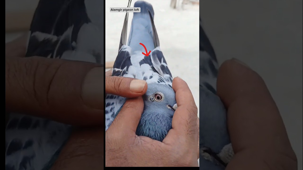 Pigeon treatment ❤️🕊️#pets #pigeon#duiven#kabotar #pigeonforge#pigeonfancier#instagram#palomas#کبوتر