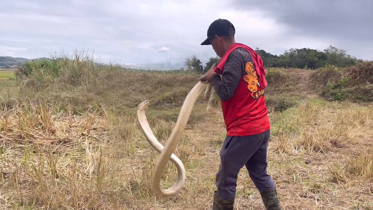 PINAKA MALAKI KING COBRA NAHULI NINA JTG Kamandag at Boss Lar