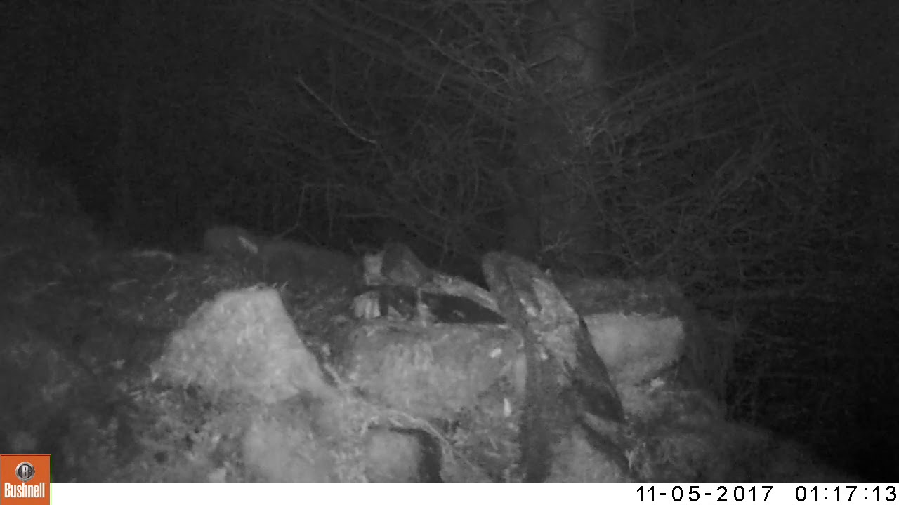 Pinemarten doing a Trump