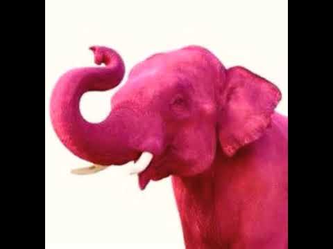 Pink Elephant Trumpet 🐘 🔊