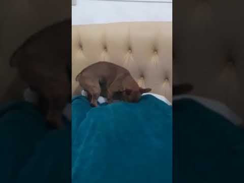 Pinscher arrumando a cama pra dormir
