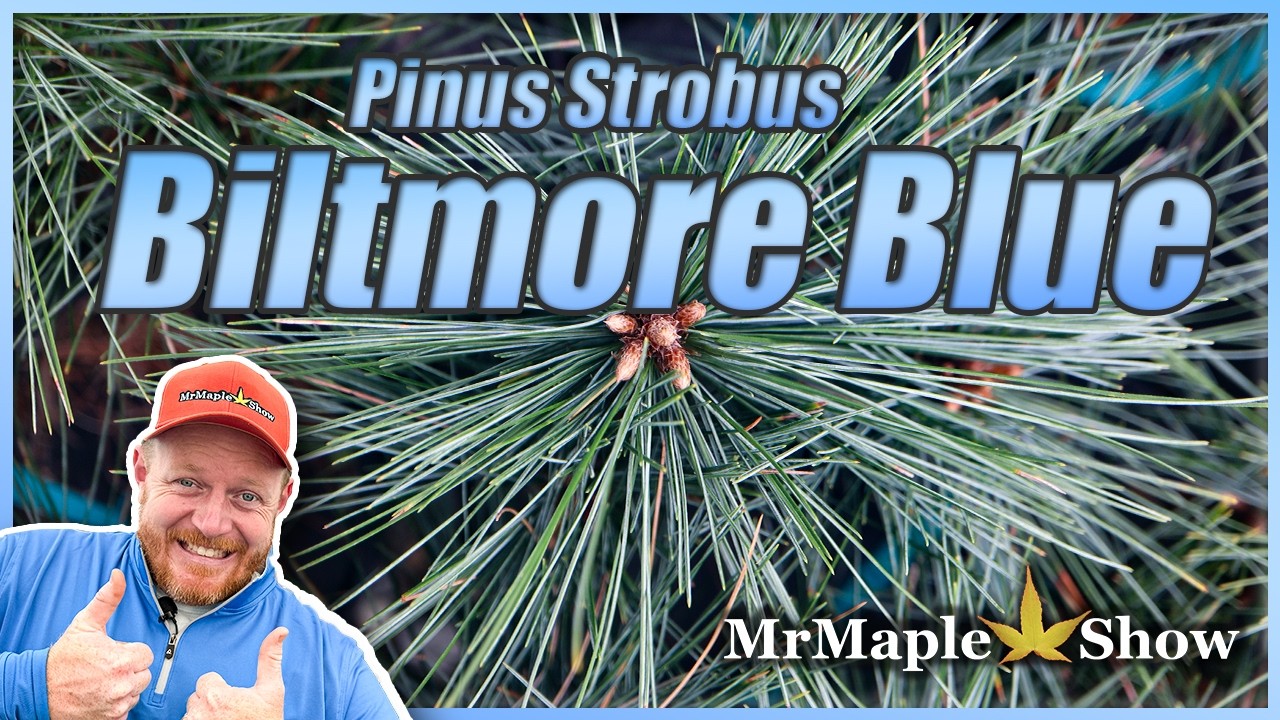 Pinus strobus 'Biltmore Blue' | Wonderful Blue Dwarf Pine Tree