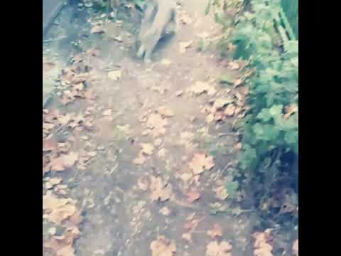 PIPPY - ZORGILIS Gonjenje zeca sa 2. meseca