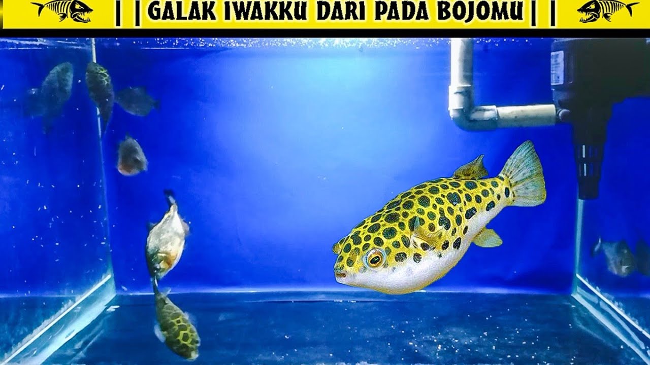 Piranha V.S. Ikan Buntal Fugu