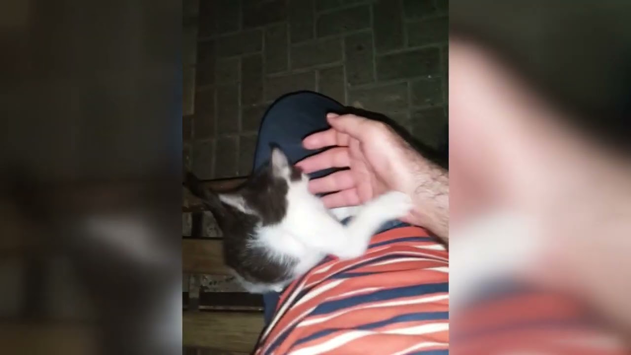 pishi2