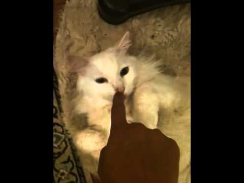 Pishi2