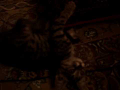 Pishi2