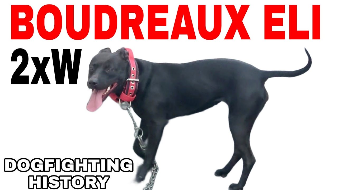 Pit Bull - Boudreaux ELI 2xW - Dogfighting History #pitbull #gamedogs