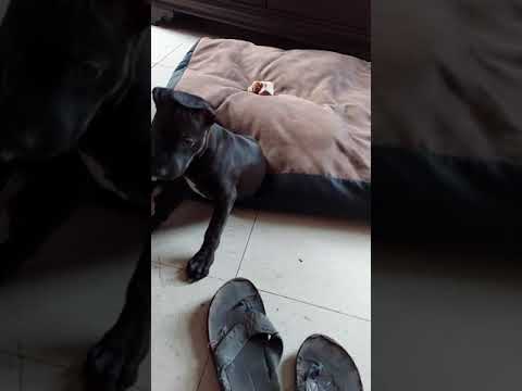 Pit Bull 101:  How far back in the Pedigree do you look at?