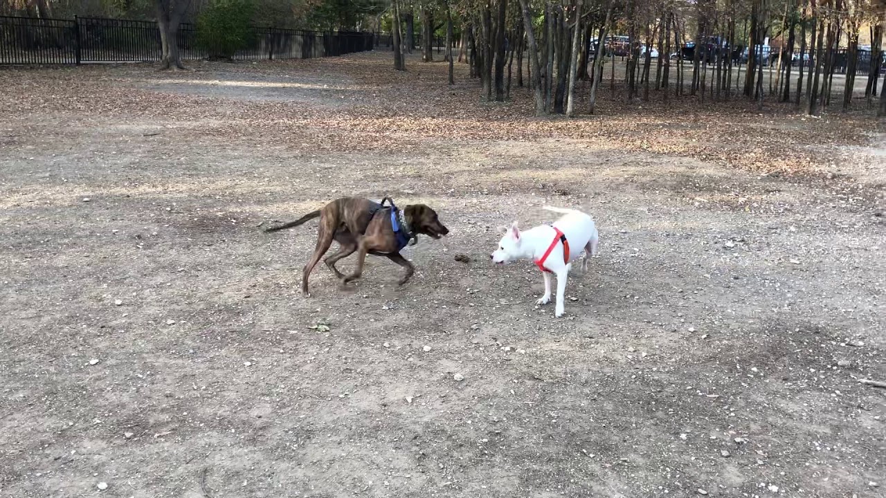 pit bull Dallas dog park